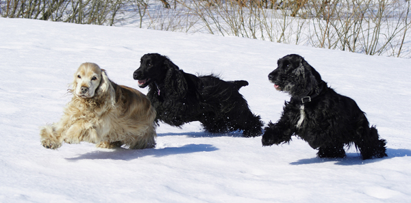 vasemmalta Sunny, Shirley & Joya